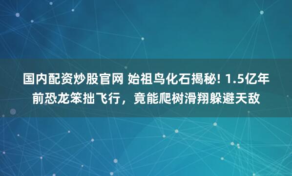 国内配资炒股官网 始祖鸟化石揭秘! 1.5亿年前恐龙笨拙飞行，竟能爬树滑翔躲避天敌